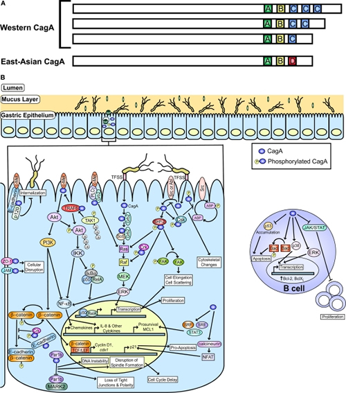 Figure1 CagA and disease 500x567