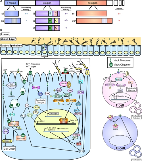 Figure2 VacA and disease 500x565