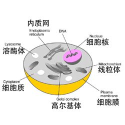 XBJG-细胞结构