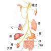 CSJXT-肠神经系统